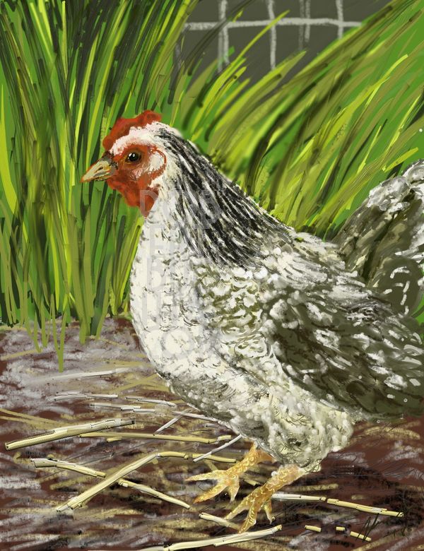 A digital drawing of a white and grey hen amongst the grass and hay on the ground. Nothing horrific about it unless you're scared of chickens.