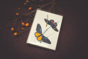 Butterfly Card Set - Collection #1