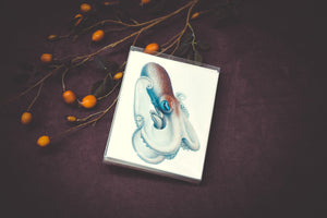 Cephalopod Card Set - Collection #3