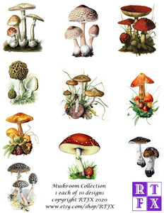 Mushroom Card Set - Collection #1