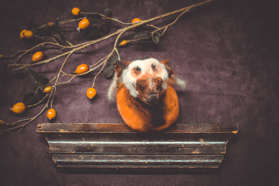 Red River Hog