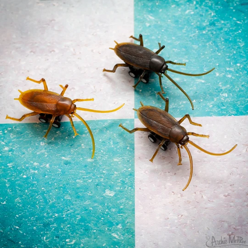Three brown cockroach toys on pull back and go chassis, taken from a birds eye perspective, on blue and white kitchen tile.