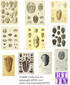 Trilobite Card Set - Collection #2