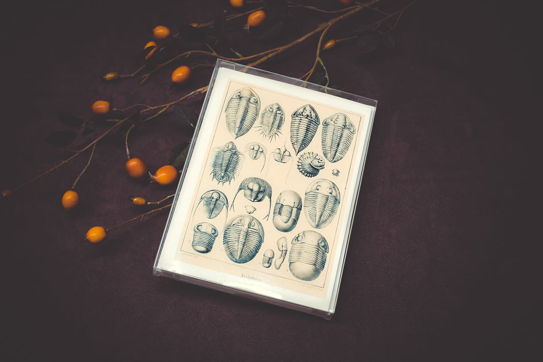 Trilobite Card Set - Collection #2
